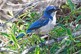 Island Scrub-Jayborder=